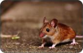 Physiologische Daten der Maus -  Kleintierpraxis Dr. H. Nitsch