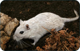 Physiologische Daten der Ratte -  Kleintierpraxis Dr. H. Nitsch - Tierarzt fr Kleintiere zwischen Bayreuth und Kulmbach