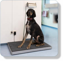 Hundefrisr, Ftterungsberatung, Futterberatung