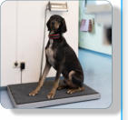 Hundefrisr, Ftterungsberatung, Futterberatung