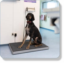 Hundefrisr, Ftterungsberatung, Futterberatung