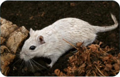Tierarzt fr Kleintiere zwischen Kulmbach und Bayreuth