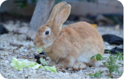 Tierarztpraxis Neudrosesnfeld zwischen Kulmbach und Bayreuth