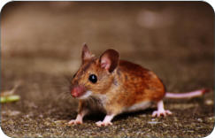 Tierarzt fr Kulmbach, Bayreuth und Neudrossengfeld