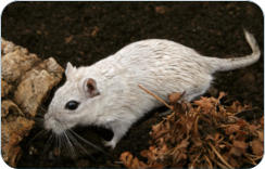 Tierarzt fr Kleintiere zwischen Kulmbach und Bayreuth