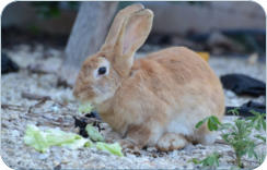 Tierarztpraxis Neudrosesnfeld zwischen Kulmbach und Bayreuth