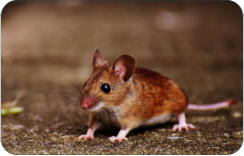 Tierarzt fr Kulmbach, Bayreuth und Neudrossengfeld
