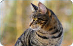 Tierarzt fr Bayreuth Kulmbach Harsdorf Thurnau - physiologische Daten der Katze