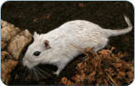 Tierarzt fr Bayreuth Kulmbach Harsdorf Thurnau - physiologische Daten der RAtte