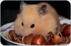 Tierarzt fr Bayreuth Kulmbach Harsdorf Thurnau - physiologische Daten vom Hamster