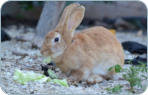 Tierarzt fr Bayreuth Kulmbach Harsdorf Thurnau - physiologische Daten vom Kaninchen