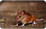 Tierarzt fr Bayreuth Kulmbach Harsdorf Thurnau - physiologische Daten der Maus