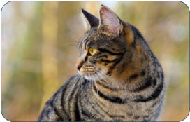 Physiologische Daten der Katze-  Kleintierpraxis Dr. H. Nitsch - Tierarzt zwischen Bayreuth und Kulmbach