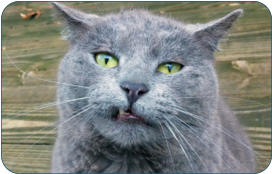 Physiologische Daten der Katze-  Kleintierpraxis Dr. H. Nitsch - Tierarzt fr Kleintiere zwischen Bayreuth und Kulmbach