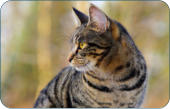 Physiologische Daten der Katze-  Kleintierpraxis Dr. H. Nitsch - Tierarzt zwischen Bayreuth und Kulmbach