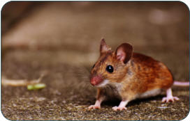 Physiologische Daten der Maus -  Kleintierpraxis Dr. H. Nitsch