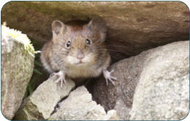 Physiologische Daten der Maus -  Kleintierpraxis Dr. H. Nitsch - Tierarzt fr Kleintiere zwischen Bayreuth und Kulmbach