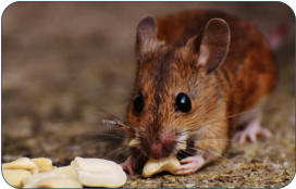 Physiologische Daten der Maus -  Kleintierpraxis Dr. H. Nitsch