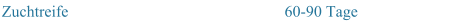 Zuchtreife 60-90 Tage