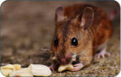 Physiologische Daten der Maus -  Kleintierpraxis Dr. H. Nitsch