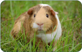 Tierarzt fr Kleintiere zwischen BAyreuth und Kulmbach