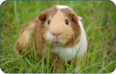 Tierarzt fr Kleintiere zwischen BAyreuth und Kulmbach