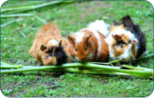 Tierarzt fr Kleintiere zwischen BAyreuth und Kulmbach