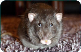 Physiologische Daten der Ratte -  Kleintierpraxis Dr. H. Nitsch