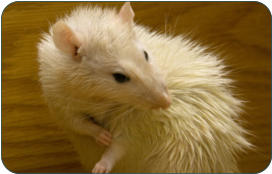 Tierarzt fr Kleintiere  zwischen  Bayreuth und Kulmbach Dr. Nitsch - Neudrossenfeld