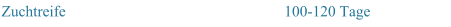 Zuchtreife 100-120 Tage
