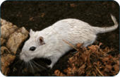 Physiologische Daten der Ratte -  Kleintierpraxis Dr. H. Nitsch - Tierarzt fr Kleintiere zwischen Bayreuth und Kulmbach