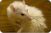 Tierarzt fr Kleintiere  zwischen  Bayreuth und Kulmbach Dr. Nitsch - Neudrossenfeld